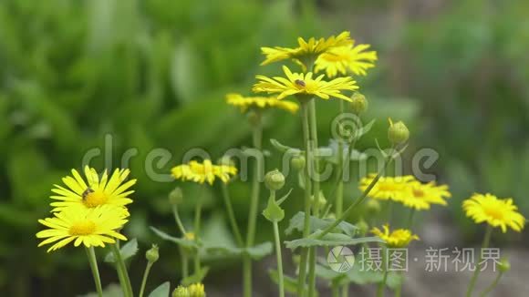 野花视频高清在线观看免费完整版的简单介绍